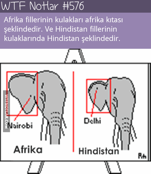 Afrika ve Hindistan fillerinin kulakları