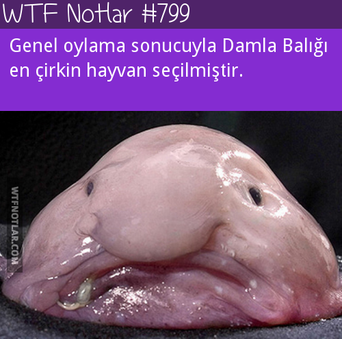 Dünyanın en çirkin hayvanı, Damla balığı