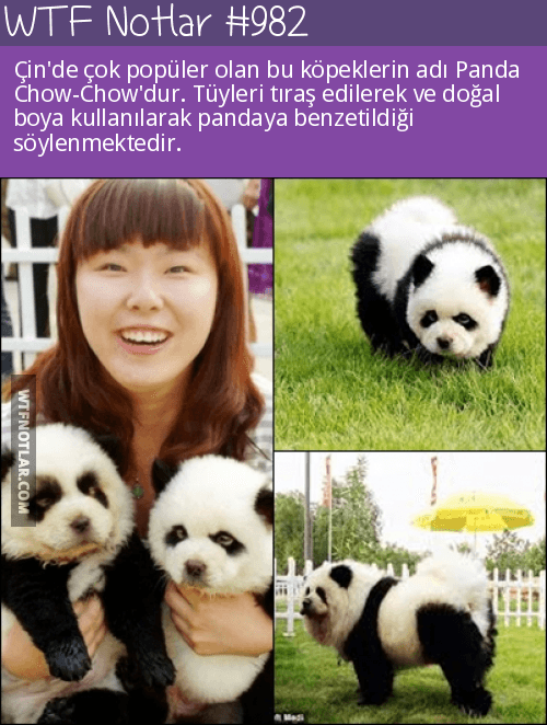 Sevimli mi, sevimli Panda chow-chow, Çin