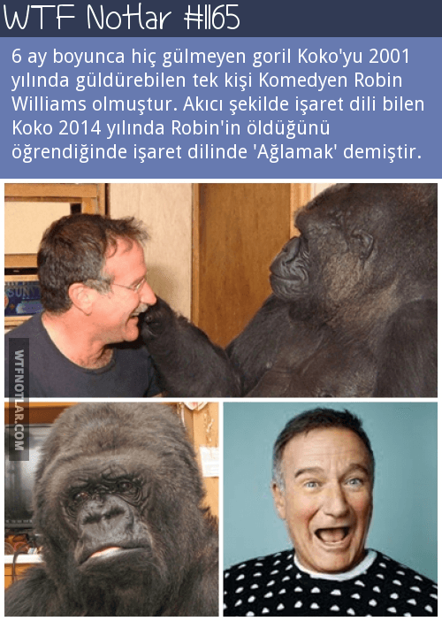 Goril Koko ve Robin Williams 1