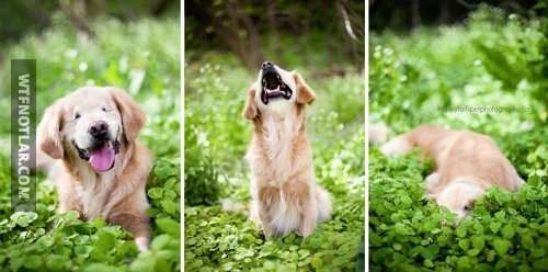 Doğuştan kör olan terapi köpeği, Smiley 2