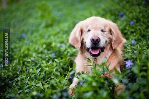 Doğuştan kör olan terapi köpeği, Smiley 3