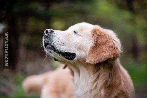 Doğuştan kör olan terapi köpeği, Smiley 6
