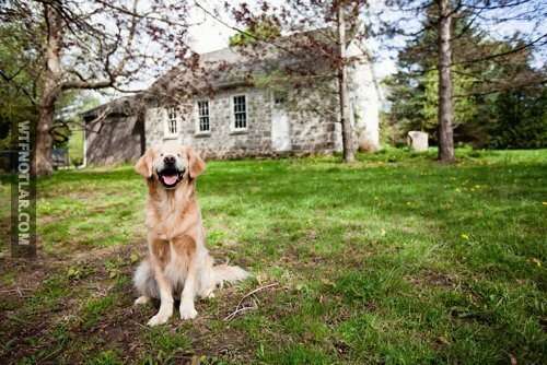 Doğuştan kör olan terapi köpeği, Smiley 7