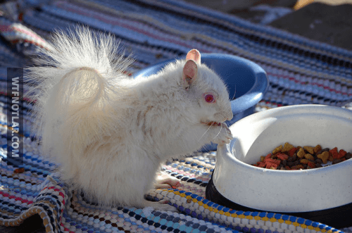 Harika görünen Albino hastası hayvanlar 6