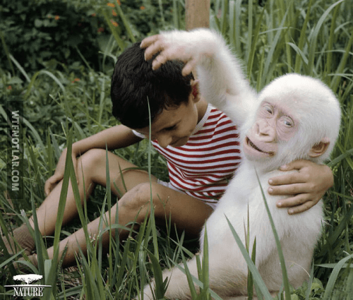Harika görünen Albino hastası hayvanlar 10