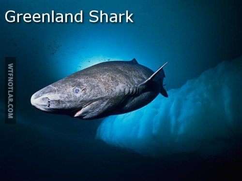Kuzey kutbu dev köpekbalıkları, Grönland 2