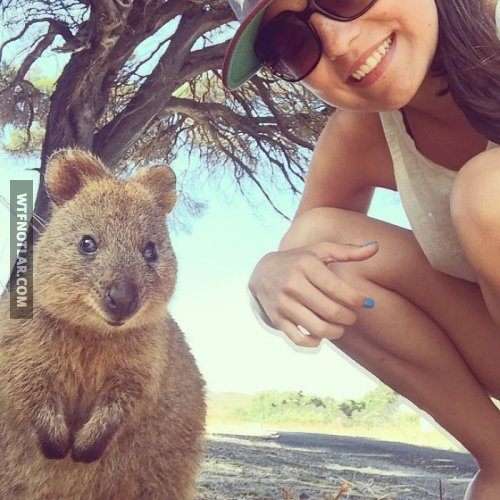 Quokka ile selfie, Avustralya 1