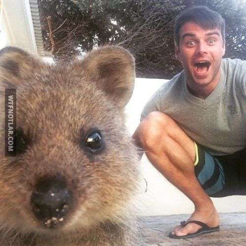 Quokka ile selfie, Avustralya 2