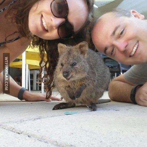 Quokka ile selfie, Avustralya 4