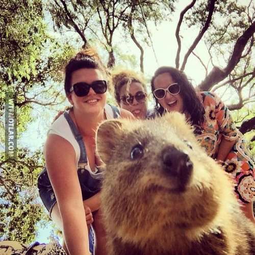 Quokka ile selfie, Avustralya 6