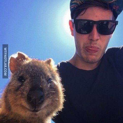 Quokka ile selfie, Avustralya 9