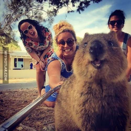 Quokka ile selfie, Avustralya 12