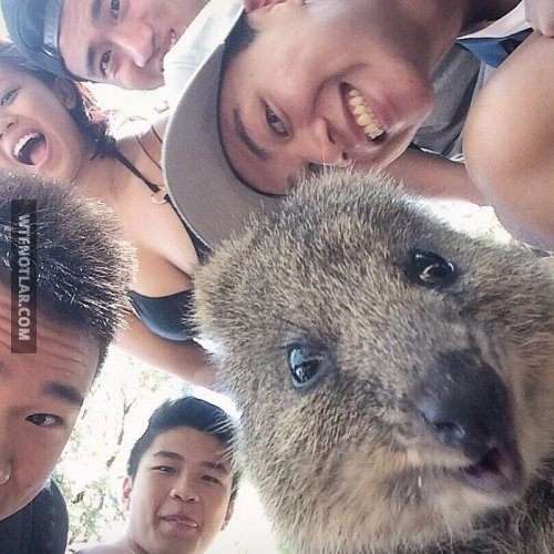 Quokka ile selfie, Avustralya 13