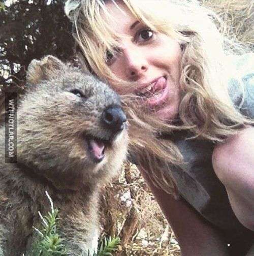 Quokka ile selfie, Avustralya 14