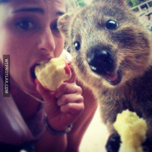 Quokka ile selfie, Avustralya 15
