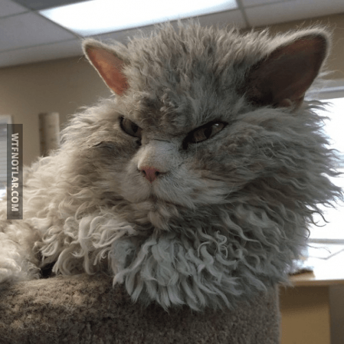Dünyanın en pislik bakışlı kedisi Albert ile tanışın 4