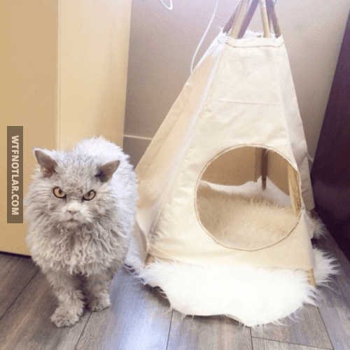 Dünyanın en pislik bakışlı kedisi Albert ile tanışın 7
