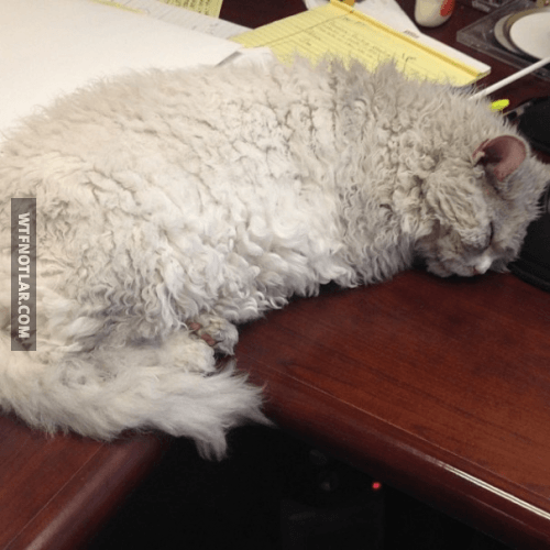 Dünyanın en pislik bakışlı kedisi Albert ile tanışın 9