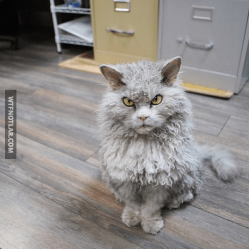 Dünyanın en pislik bakışlı kedisi Albert ile tanışın 12