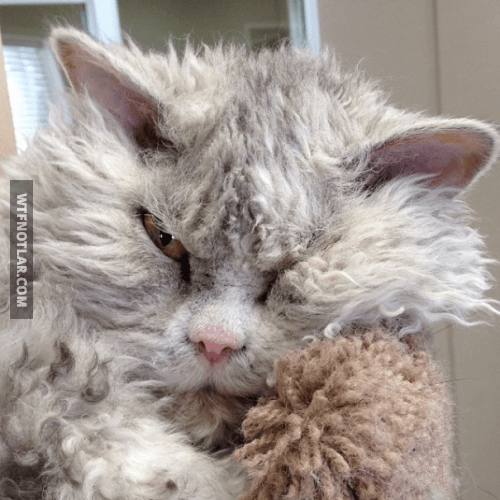 Dünyanın en pislik bakışlı kedisi Albert ile tanışın 13