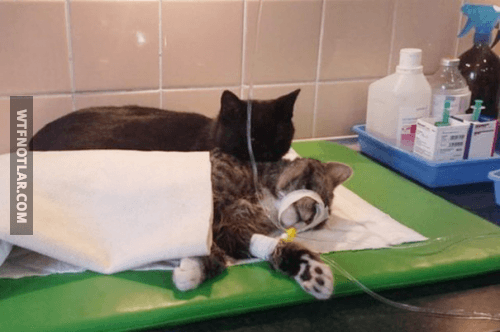 Görevi tüm hayvanlara yardım etmek olan hemşire kedi 10