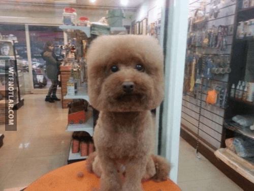 Kare ve yuvarlak saçlı köpekler, Tayvan 4