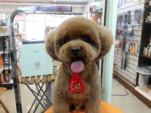 Kare ve yuvarlak saçlı köpekler, Tayvan 7