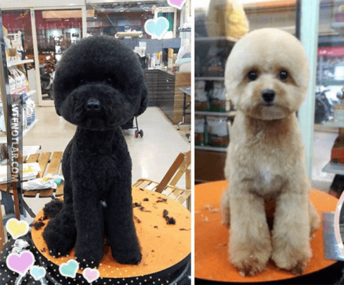 Kare ve yuvarlak saçlı köpekler, Tayvan 9