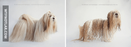Sevimli köpeklerin banyo öncesi ve sonrası 3