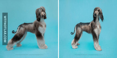 Sevimli köpeklerin banyo öncesi ve sonrası 4