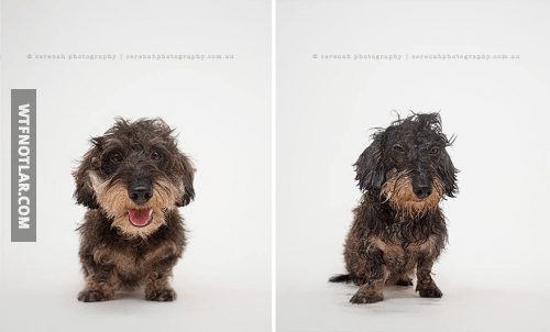 Sevimli köpeklerin banyo öncesi ve sonrası 5