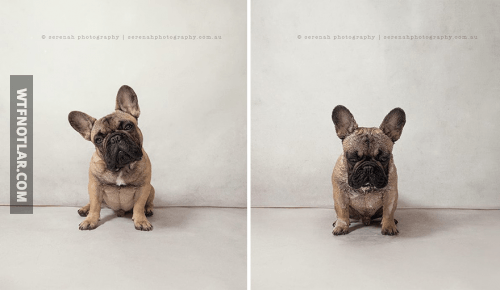 Sevimli köpeklerin banyo öncesi ve sonrası 6