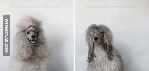 Sevimli köpeklerin banyo öncesi ve sonrası 7