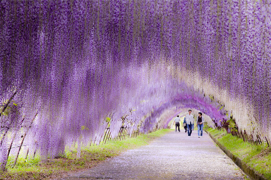 Wisteria-Çiçek-Tüneli,-Japonya2
